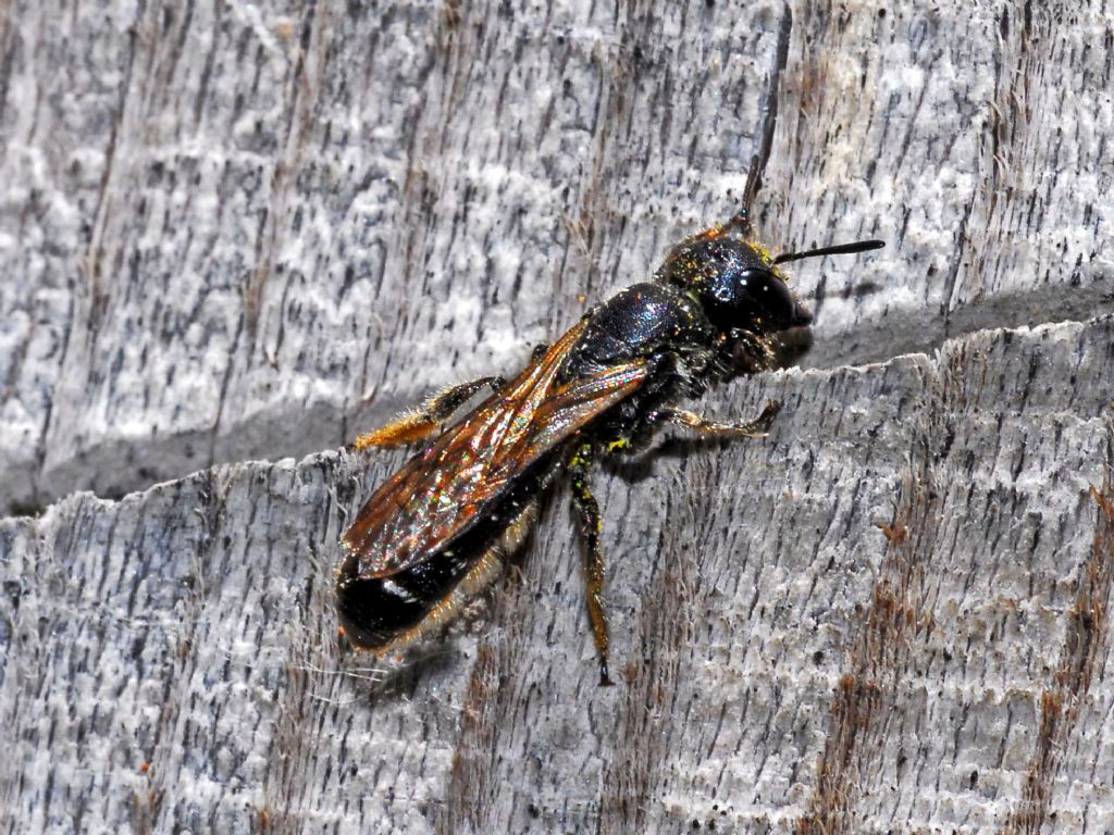 Una vespetta tutta nera: Chelostoma sp., femmina (Apidae Megachilinae)